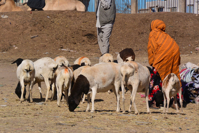ヤギを管理するソマリ人女性